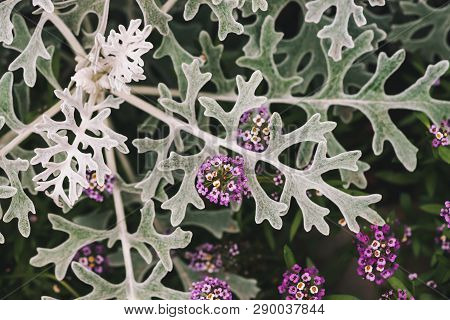 Beautiful Small Flowers Of Alyssum Among Gray Green Leaves Of Cineraria In Macro. Lobularia Maritima