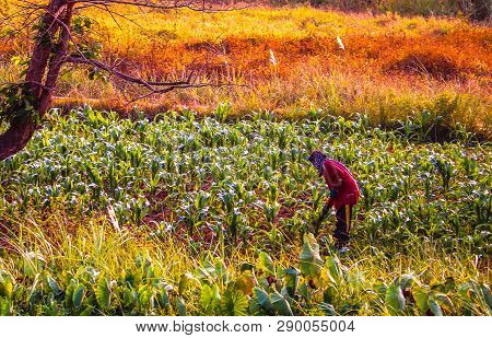 Female Farmers Are Shoveling And Digging Grass With Hoes.