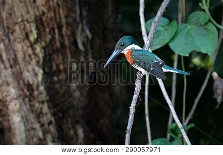 Green Kingfisher (chloroceryle Americana), Adult Male, Sitting On A Branch Above The Water Near Sier
