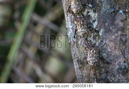 Proboscis Bats (rhynchonycteris Naso) Clinging To The Underside Of A Palm Tree Near Sierpe, Costa Ri