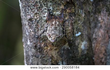 Proboscis Bat (rhynchonycteris Naso) Clinging To The Underside Of A Palm Tree Near Sierpe, Costa Ric