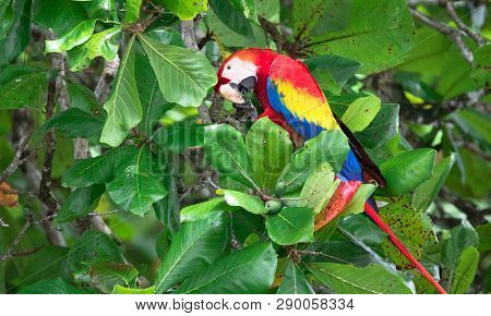 Scarlet Macaw (ara Macao) In A Mangrove Tree Near Sierpe, Costa Rica.
