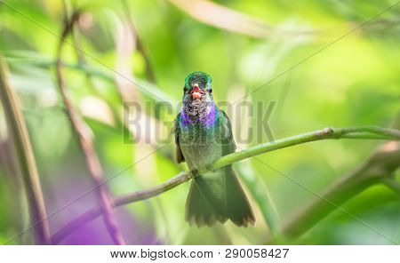 Charming Hummingbird (amazilia Decora) Perched On A Branch On The Osa Peninsula, Costa Rica.