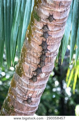 Proboscis Bats (rhynchonycteris Naso) Cling To The Underside Of A Palm Tree Near Sierpe, Costa Rica.