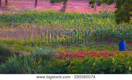 In The Corn Fields, 2 Farmers Help To Collect The Products.