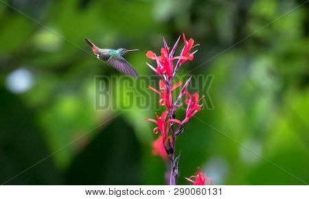Rufous-tailed Hummingbird (amazilia Tzacatl) Feeding From A Brightly Colored Flower In Monteverde, C