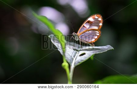 White-spotted Glasswing Butterfly (greta Sp., Probably Greta Nero Or Greta Annette), Tapanti-macizo 