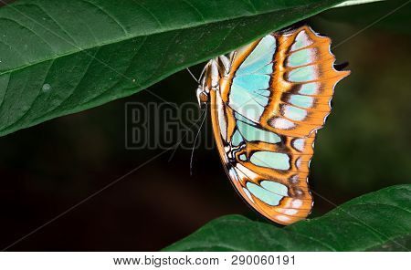 Malachite Butterfly (siproeta Stelenes) Underneath A Leaf, Costa Rica.