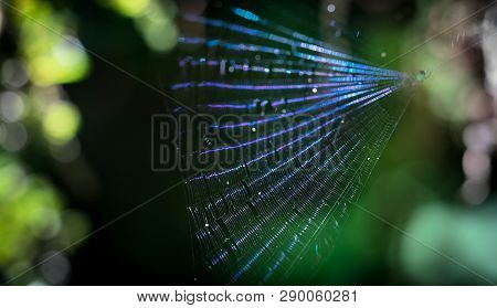 Refracted Light Creates Iridescent Hues On This Spider Web In The Tapanti-macizo Cerro De La Muerte 