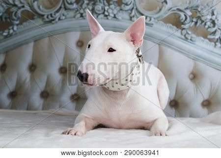 miniature white bull terrier