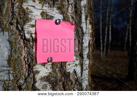 Blank Pink Piece Of Note Paper Fastened With Two Push Pins To The Tree Trunk Into The Park. The Bark