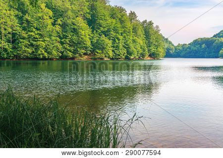 Beautiful Scenery Near The Lake Among Beech Forest With Grassy Shore. Calm Summer Landscape In After