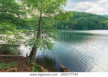 Beautiful Scenery Near The Lake Among Beech Forest With Huge Tree On The Shore. Cloudy Summer Landsc