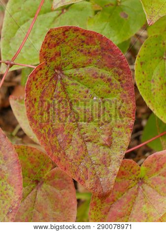 Closeup Of A Green And Red Epimedium Leaf