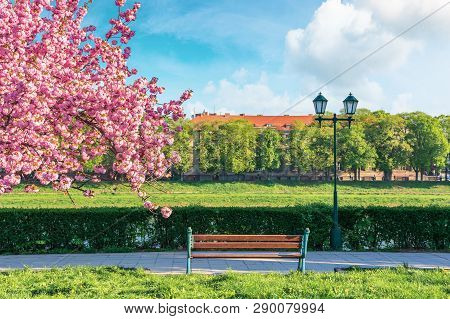 Branches Of Sakura Tree In Blossom Above The Bench And Lantern Near The Walkway. Sunny Springtime Fo