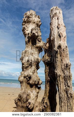 Big Breakwater, 3000 Trunks To Defend The City From The Tides, Plage De L Eventail Beach In Saint-ma