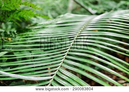 Closeup Green Fern Leaves With Sharpened View Of Its Stem