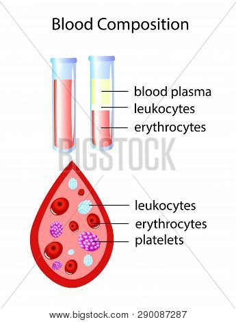 Composition Of Whole Blood Isolated Vector Illustration