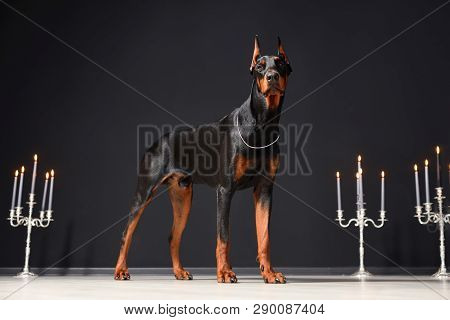 A Beautiful Young Doberman Stands Against A Black Wall And Candlesticks With Burning Candles. Proud 