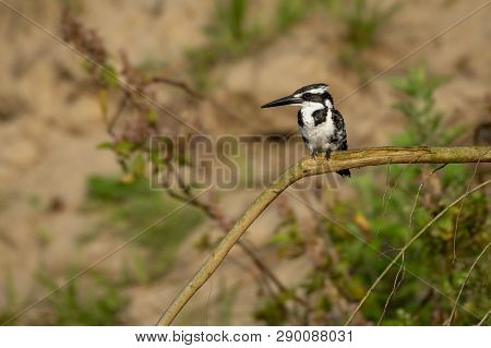 Pied Kingfisher Or Ceryle Rudis Sitting On Branch