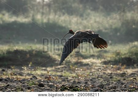 Red-naped Ibis Or The Pseudibis Papillosa