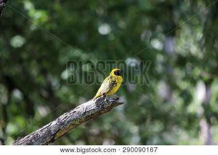 Village Weaver Or Ploceus Cucullatus, Cascavelle At Mauritius