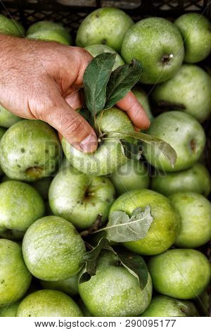 Men's Hands Hold A Box With Green Simirenka Apples. Pick And Pick Apples. Concept, Autumn Harvesting