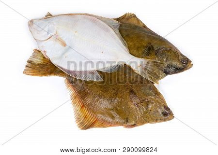 Uncooked Plaices Also Known As Flatfish Laid Out With Different Sides On A White Background