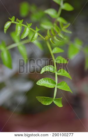 Mastic Tree - Latin Name - Pistacia Lentiscus