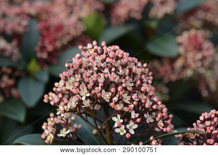 Japanese Skimmia - Latin Name - Skimmia Japonica