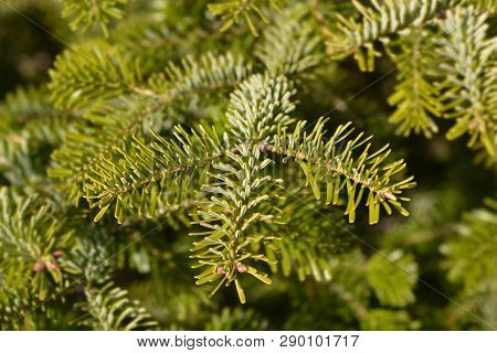 Nordmann Fir - Latin Name - Abies Nordmanniana