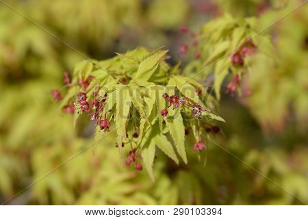 Kiyo Hime Japanese Maple - Latin Name - Acer Palmatum Kiyo Hime