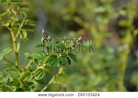 Creeping Blue Blossom - Latin Name - Ceanothus Thyrsiflorus Var. Repens