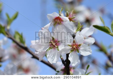 Almond Flower - Latin Name - Prunus Dulcis (syn. Prunus Amygdalus)