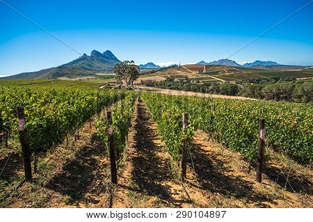 Beautiful Landscape Of Cape Winelands, Wine Growing Region In South Africa