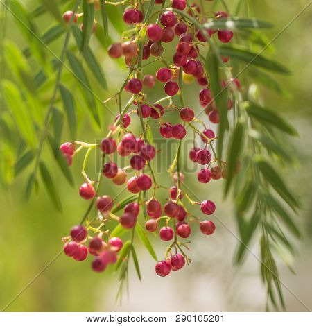A Pink Pepper Tree With Peppercorns Called Schinus Molle Also Known As Peruvian Pepper Tree.