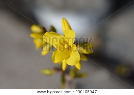 Dwarf Forsythia Mini Gold - Latin Name - Forsythia X Intermedia Mini Gold