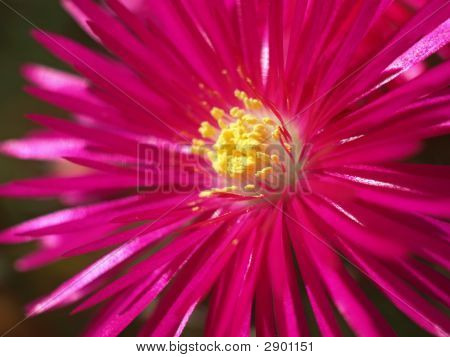 Lampranthus Spectabilis