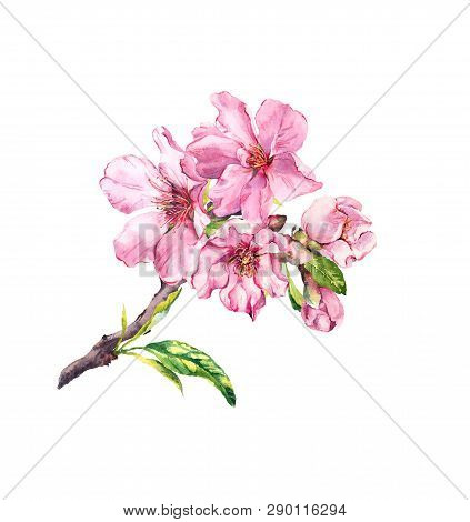 Cherry Flowering Branch. Cherry, Sakura, Almond Flowers, Apple Blossom. Spring Floral Twig, Water Co