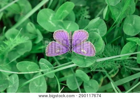 Small Butterfly Lycaenidae On Clover Green Leaf. Plebejus Argus (silver-studded Blue) Butterfly Top 
