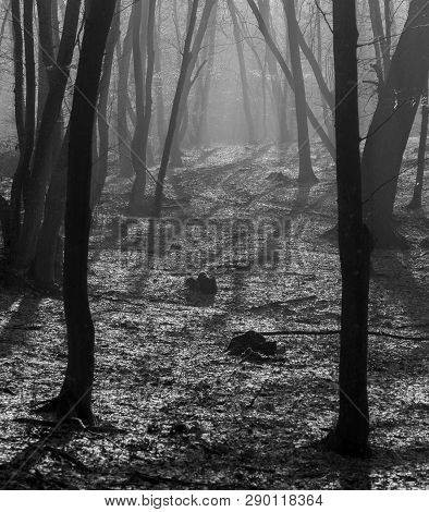 Hoia Baciu Forest - World Most Haunted Forest With A Reputation For Many Intense Paranormal Activity