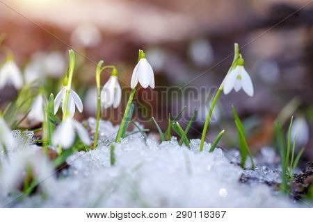 Snowdrops (galanthus) In The Spring Forest