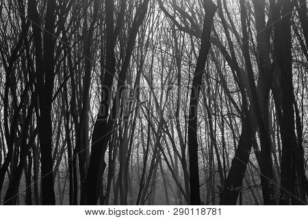 Hoia Baciu Forest - World Most Haunted Forest With A Reputation For Many Intense Paranormal Activity