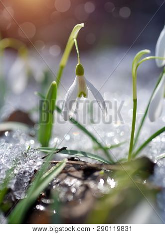 Snowdrops (galanthus) In The Spring Forest