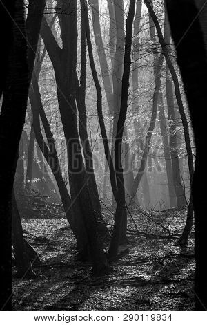 Hoia Baciu Forest - World Most Haunted Forest With A Reputation For Many Intense Paranormal Activity