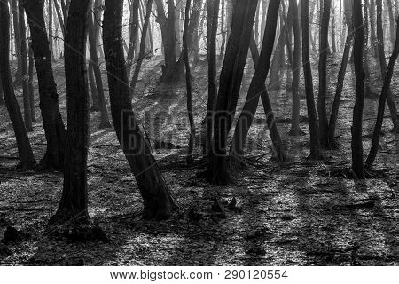 Hoia Baciu Forest - World Most Haunted Forest With A Reputation For Many Intense Paranormal Activity