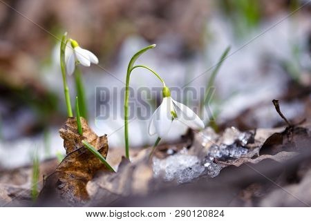 Snowdrops (galanthus) In The Spring Forest