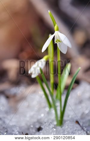 Snowdrops (galanthus) In The Spring Forest
