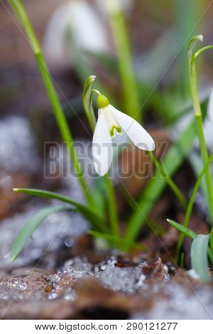 Snowdrop (galanthus) In The Spring Forest