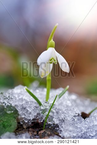 Snowdrop (galanthus) In The Spring Forest